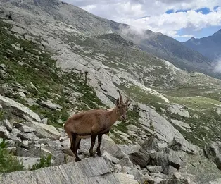 Cabane de Soardi-Fassero