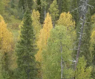 Jussinkämppä autiotupa