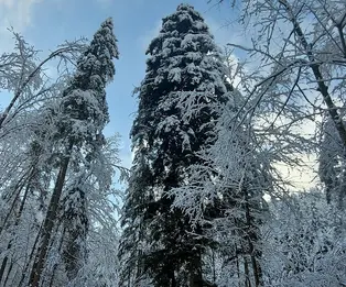 Lovska koča na Brežičih